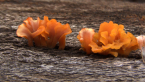 Edible Jelly Fungus