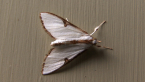 Crambid Moth