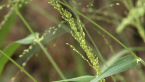 Roadside Grass