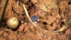 Unidentified Fungus