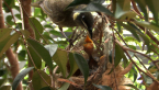 Lewin's Honeyeater Nest