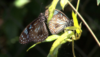 Blue Tiger Butterflies