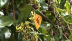 Lemon Migrant Butterfly