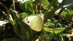 Cabbage White Butterfly