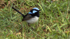 Superb Fairy Wren