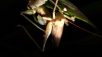Mating Katydids