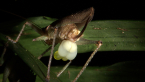 Mating Katydids