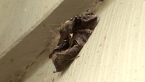 Fruit-piercing Moth