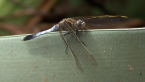 Blue Skimmer Dragonfly