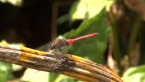 Scarlet Percher