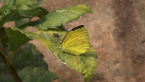 Common Grass Yellow Butterfly