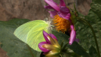Lemon Migrant Butterfly