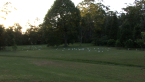 Sulphur-crested Cockatoos