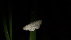 Geometrid Moth
