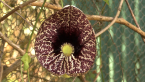 Dutchman's Pipe