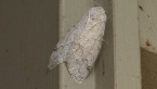 Perfect Tussock Moth