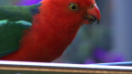Male King Parrot