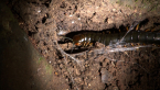 Giant Centipede