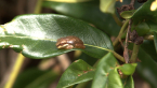Cascade Treefrog