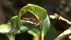 Assassin Bug