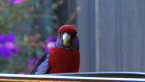 Crimson Rosella