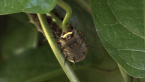 Richmond Birdwing Larva