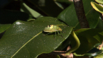 Stink Bug Nymph