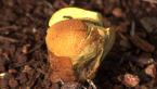 Unidentified Fungus