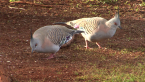 Crested Pigeons