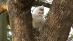 Long-billed Corella