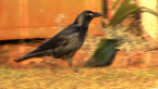 Torresian Crow