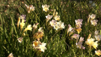 Freesias