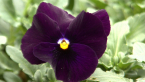 Pansy