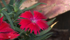 Sweet William