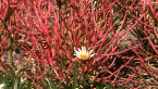 Firestick Plant