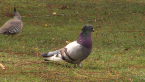Feral Pigeon