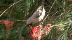 Noisy Miner