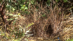 Wrecked Bower