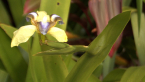 Walking Iris
