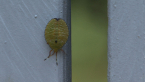 Bronze Orange Bug Nymph