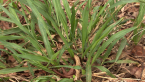 Vaseygrass