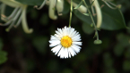 Seaside Daisy