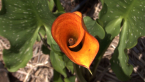 Calla Lily