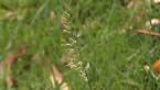 Lovegrass