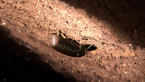 Pill Millipede