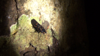 Fulgorid Leafhopper