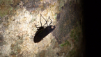 Fulgorid Leafhopper