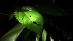 Shining-leaved Stinging Tree
