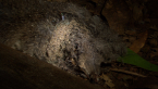 Heaving Rodent