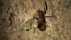 Cicada